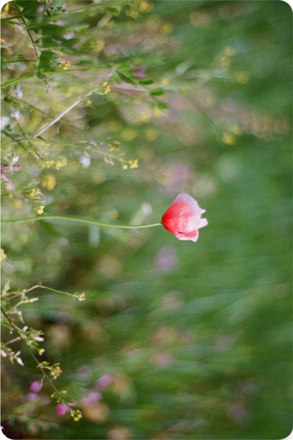 もてぎはるな - float - KiTalbum